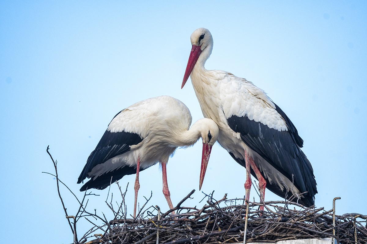 İklim kriziyle sulak alanların azalması kuşların göç serüvenini tehlikeye sokuyor