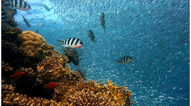 12 yeni deniz canlısı keşfedildi
