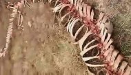 '18 metrelik ejderha' iddiası