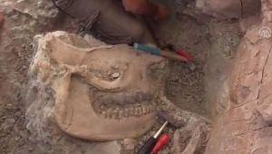 Çankırı'da gergedan kafatası fosili bulundu