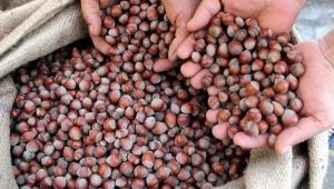 Fındık Fiyatını Üreticinin Sabrı Belirleyecek