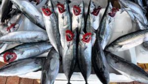 Palamudun fiyatı 2,5 liraya geriledi