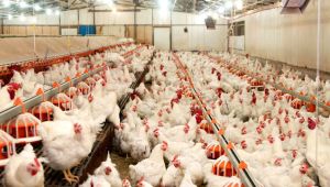 Tavuk yumurtası üretimi 1,5 milyar adet olarak gerçekleşti