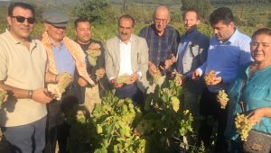 Selçuk'ta üzüm festivali coşkusu