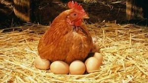 Tavuk yumurtası üretimi 1,6 milyar adet olarak gerçekleşti
