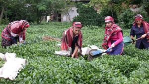 Türk çayı en çok Almanya'ya satıldı
