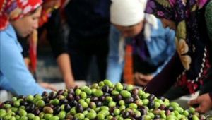 ZEYTİN ÜRETİMİ YÜZDE 36 DÜŞTÜ
