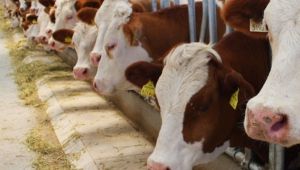  Hayvancılığın geleceği tehlikede