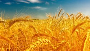 RUSYA, BUĞDAY İHRACATINI DURDURUYOR