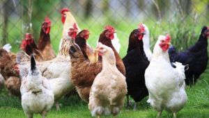 Tavuk yumurtası üretimi 1,7 milyar adet olarak gerçekleşti