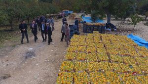 Cennet meyvesi hurmada verim de fiyat da yüz güldürdü