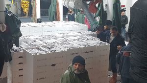 Fatsa'da yerli hamsi 10 TL