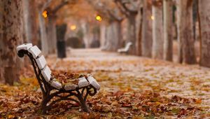 Güzel Bir Sonbahar Günü 