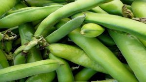 Mersin'den Irak'a bakla ihracatı