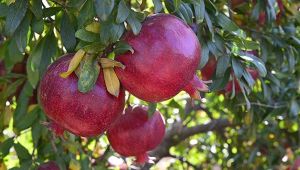 Nar üreticisini sevindirdi