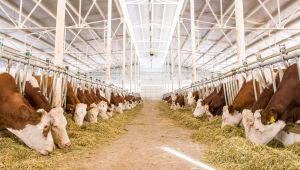 Türkiye’nin En Büyük Hayvancılık İşletmesi Konkordato İlan Etti