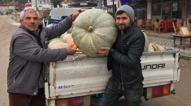 Bu kabakların tanesi köyü doyuruyor