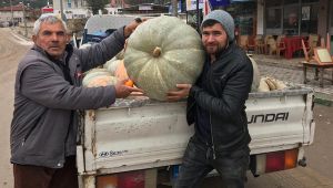 Bu kabakların tanesi köyü doyuruyor