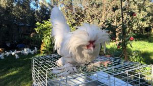 Osmanlı süs tavukları 10 bin liradan satılıyor