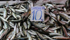 Sardalya bolluğu tezgahları şenlendirdi