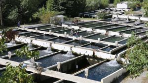 Su ürünleri ve hayvansal mamullerde ihracat hedefi 3 milyar dolar