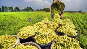 TÜSİAD Tarım dedi