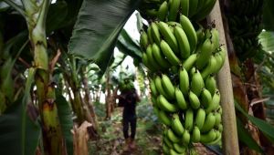 Türk muzu Maldivler'de