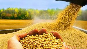 FAO, Gıda Fiyat Endeksi Verilerini Paylaştı