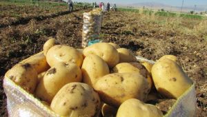 Türkiye patates fiyatı artışında dünya ikincisi