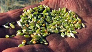 Arap ülkelerinin tutkusu 'firik'te hasat başladı