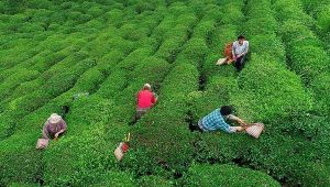 ÇAYKUR, Ramazan Bayramı'nda da yaş çay alacak