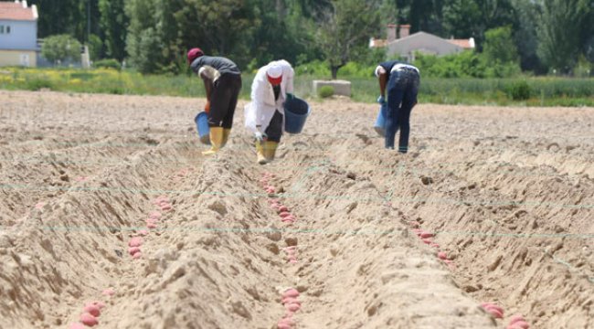 Kuraklığa dayanıklı yerli patates çeşidi geliştirildi