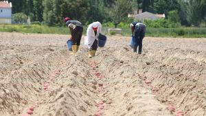 Kuraklığa dayanıklı yerli patates çeşidi geliştirildi