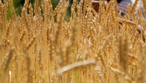 TMO'dan hububat alım açıklaması