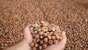 Türkiye'den 8 ayda 210 bin ton fındık ihraç edildi