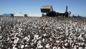 Pamukta prim düştü çiftçi ve tekstile darbe