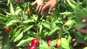 TARIMIN GELECEĞİNİ İNOVASYON VE TEKNOLOJİ YÖNLENDİRECEK