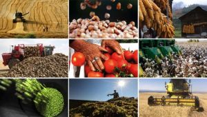 TÜİK’İN BİTKİSEL ÜRETİM TAHMİNİ, TARIMDAKİ GERÇEKLERLE ÖRTÜŞMÜYOR