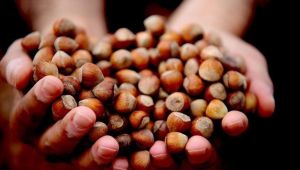 Asyalılar Türk fındığını inceliyor