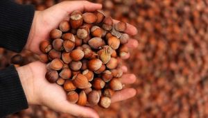 Fındıkta alan bazlı destek kalksın, fiyat yükseltilsin