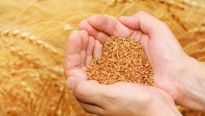 Olumsuz hava şartları Çukurova çiftçisini üzdü