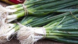 Tarlada 5, halde 100 lira