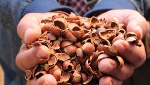 TÜRK FINDIĞINDAN KİMLER PARA KAZANIYOR?