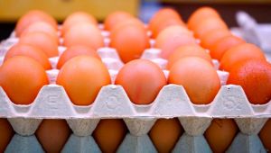 Türk yumurtası Afrika yolcusu