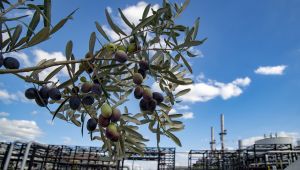 Tüpraş, BiZeolCat Horizon2020 Projesi ile Petrol Endüstrisine Katkıda Bulunuyor