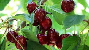 Çinliler Türk kirazını sevdi