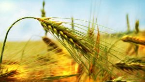 GIDA FİYATLARINDAKİ DÜŞÜŞ TÜKETİCİYE NE KADAR YANSIYOR?