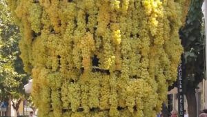 Türk kuru üzümüne 80 milyon dolarlık dokunuş