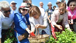 Başkan Şahin, GastroAntep Festivali’nin açılışını biber hasadı ile yaptı