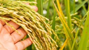 ÇELTİK ALIM FİYATI 3050 LİRA